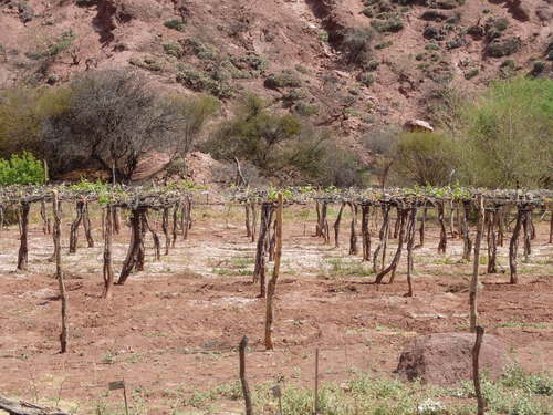 A vineyard.